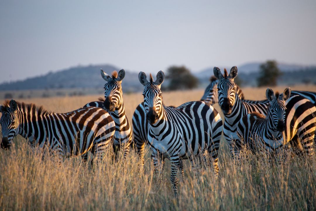 Tanzania