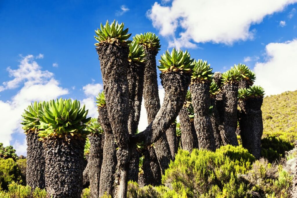 lemosho route 7 days