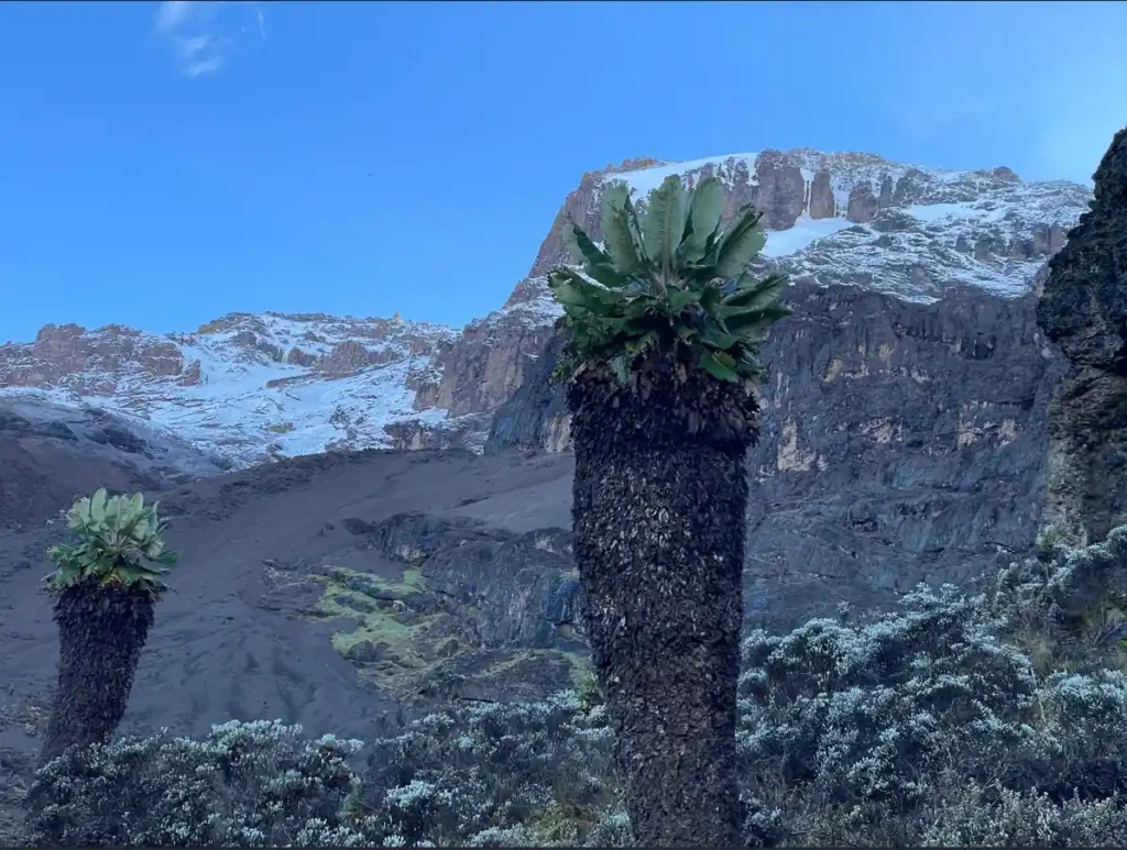 Beast Time To Climb Kilimanjaro