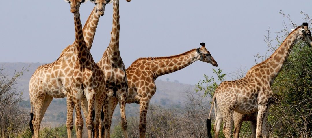 2 girraffes
