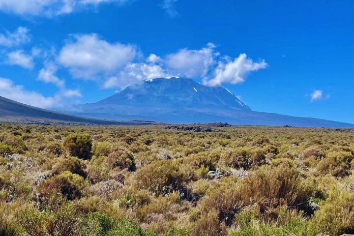 kilimanjaro